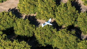 Using Drones To Scout Almonds From Above