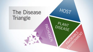 How to Stop Plant Diseases Before They Grab Hold
