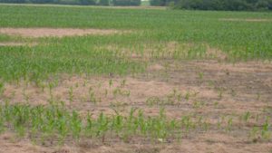 Understand What Your Soil Test Means to Make Better Management Decisions