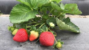 New Florida Strawberry Shaping up to Be a Thing of Beauty
