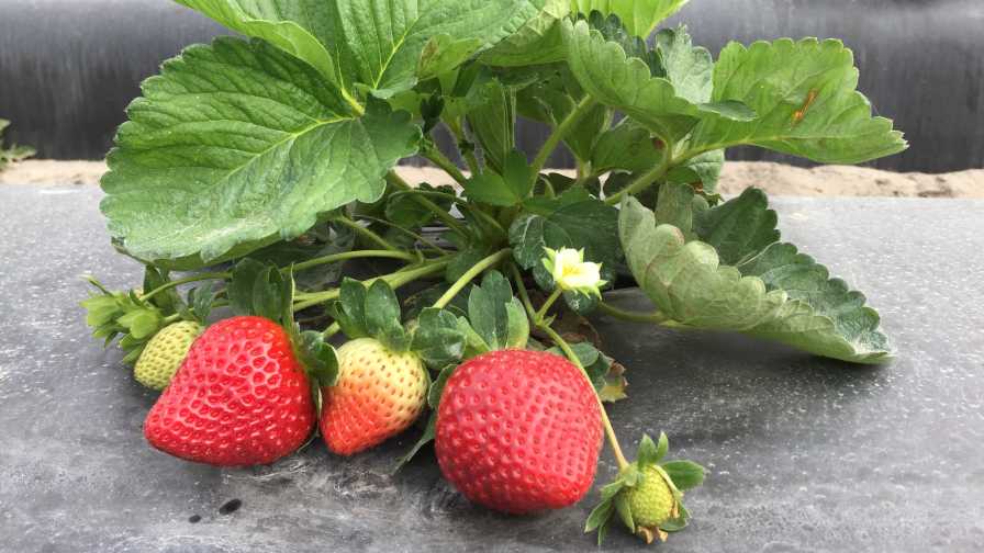 New Florida Strawberry Shaping up to Be a Thing of Beauty