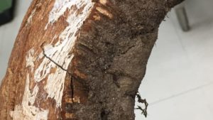 Getting to the Root of Devastating Stone Fruit Fungus