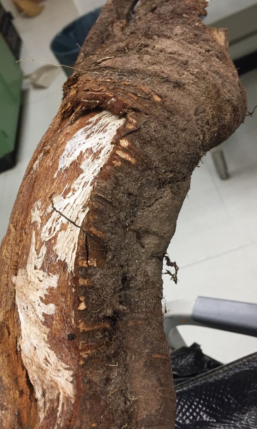 Getting to the Root of Devastating Stone Fruit Fungus