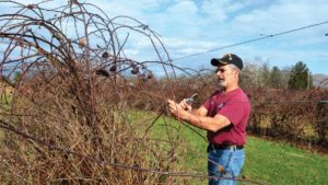Pruning Pointers for Dormant Care of Berries
