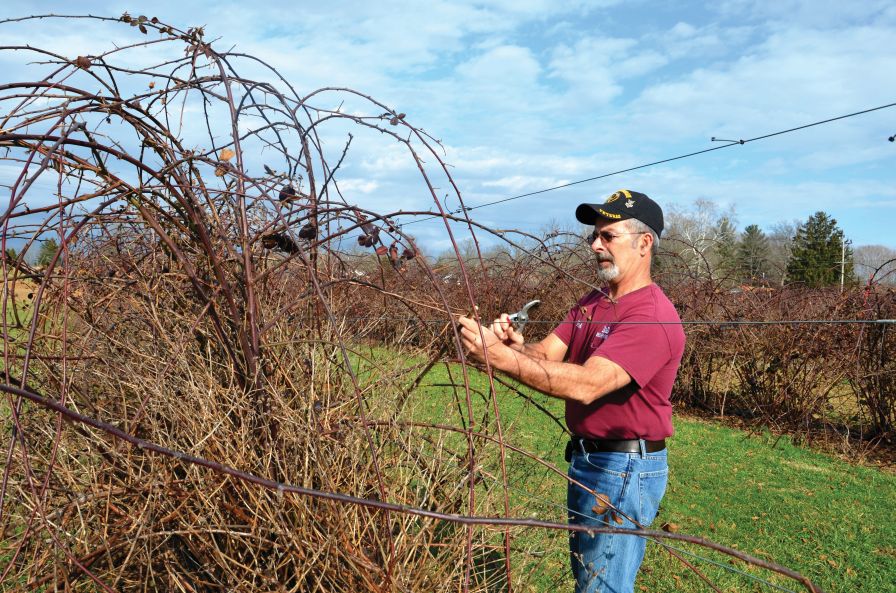 Pruning Pointers for Dormant Care of Berries