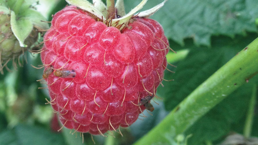 Grower Comments on Pyrethroids Being Sought by EPA