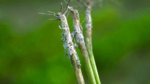 Top Vegetable Diseases to Watch in 2017