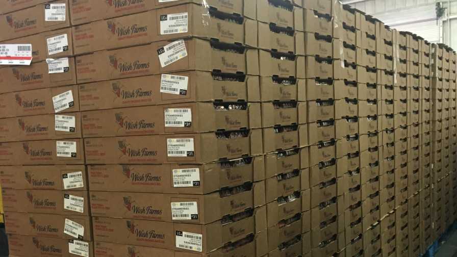 Wish Farms Shows Love With Super-Sized Strawberry Donation