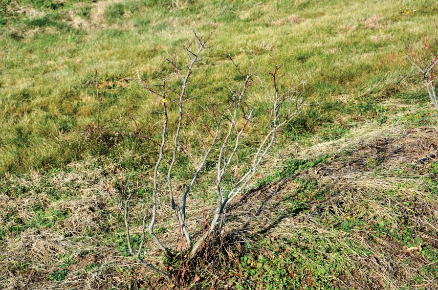Pruning Pointers for Dormant Care of Berries
