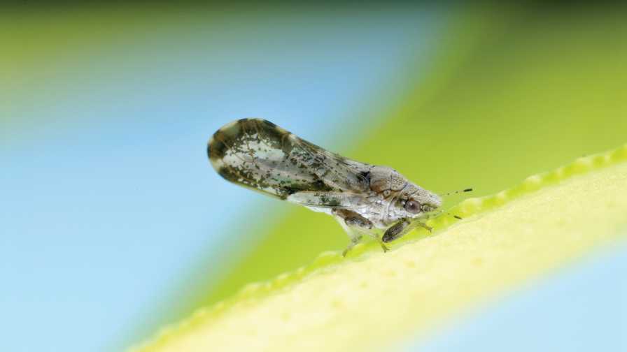 citrus psyllid closeup