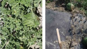 Grafting Offers a Surprising Boost  to Plants