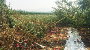 Don’t Underestimate the Importance of a Solid Foundation in Your Orchard