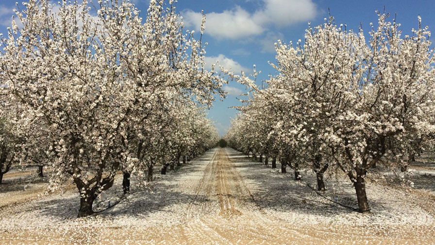 How to Determine Optimal Almond Tree Spacing