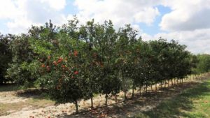Fruitful Feedback From Florida Citrus Rootstock Survey