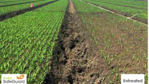 New Organic Seed Treatment for Spinach