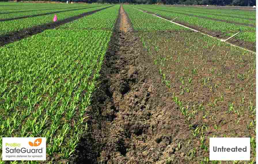 New Organic Seed Treatment for Spinach