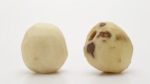 3 GMO, Late-Blight-Resistant Potato Varieties Get EPA Approval