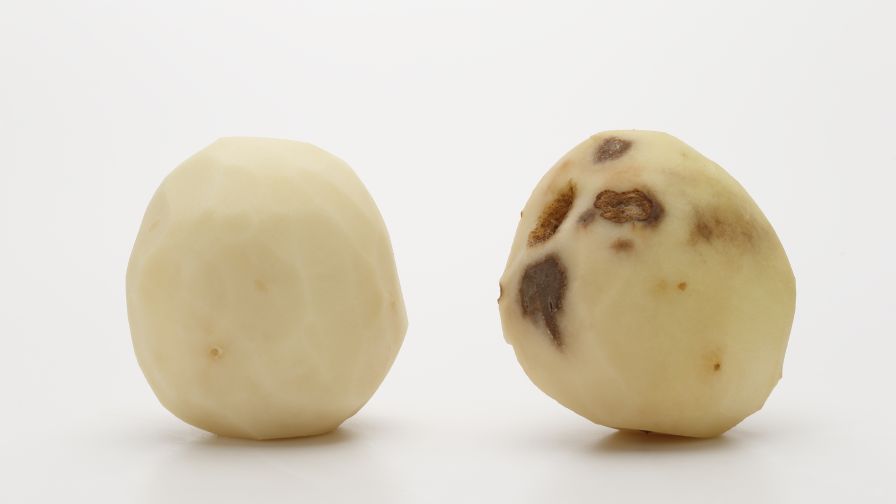 3 GMO, Late-Blight-Resistant Potato Varieties Get EPA Approval