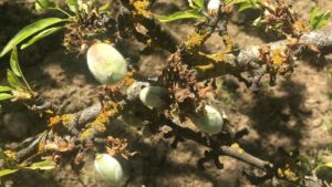 Lichens Thrive in Your Orchard During a Wet Year