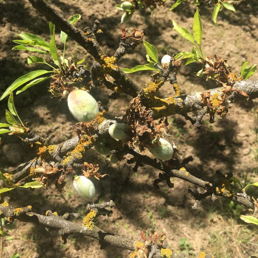 Lichens Thrive in Your Orchard During a Wet Year
