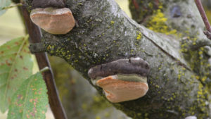 Foreboding Fungus Vexes Almond Growers