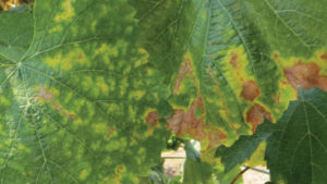 Understanding the Economics Of Red Blotch in Grapes