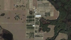 Experimental Citrus Groves Disappearing in Florida