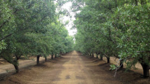 Light Is Essential for Good Almond Yields