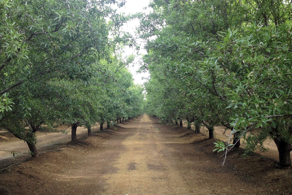 Light Is Essential for Good Almond Yields