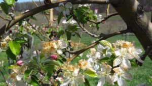 Apple Freeze Risk Tool Helps Growers Assess Troublesome Temperatures