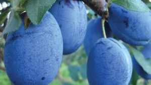 Plum Varieties are Complex and Fascinating [Slideshow]