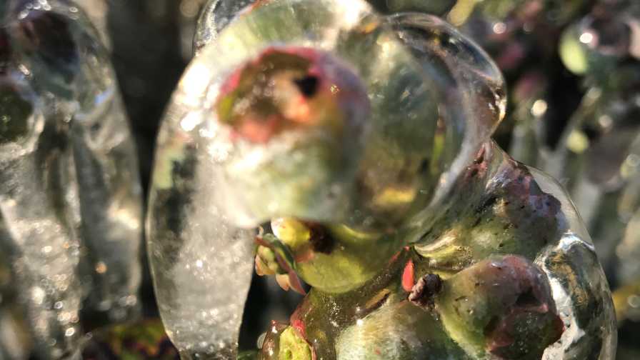 Blueberry Growers Hit By Freeze Should Do This Now