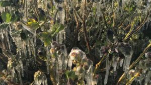 Florida Blueberry Crop Escapes Slap from Late-Season Cold Snap