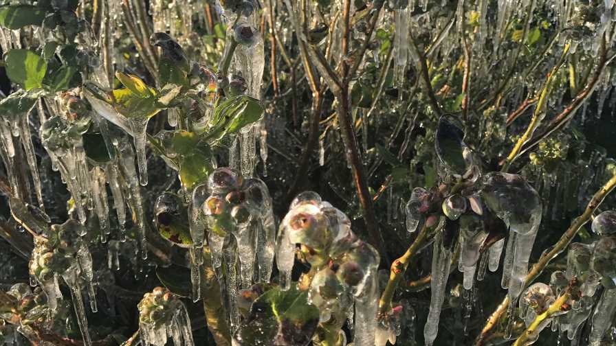 Florida Blueberry Crop Escapes Slap from Late-Season Cold Snap