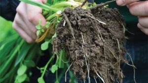 Valent BioSciences Digs in To Celebrate World Soil Day