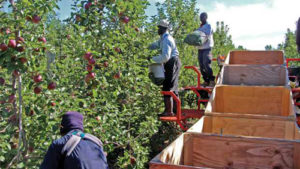 New Horticultural Technology Tools at Your Fingertips [Opinion]