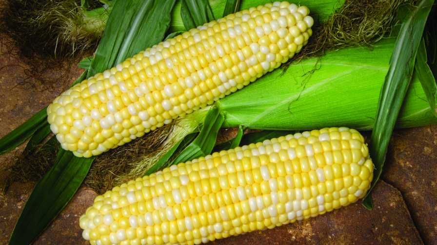 22 of the Latest Sweet Corn Varieties [slideshow]