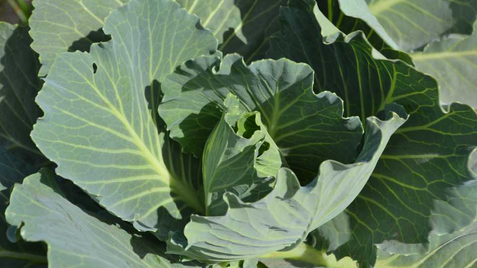 10. Cabbage (Clean)
