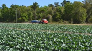 Florida Growers Seeking Inspiration Need Not Look Far