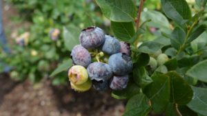 New App To Help Growers Protect Blueberry Crops