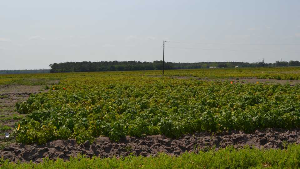 Why the Time Is Now To Protect Specialty Crops