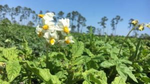 New Potato Breeding Program on the Grow in Northeast Florida