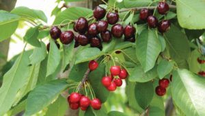 Challenging Cherry Disease Keeps Growers, Researchers on Their Toes