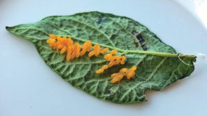 How to Manage Three Key Potato Pests