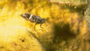 Researchers Focus in on Solutions for Zebra Chip Disease