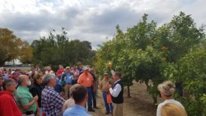 Georgia Citrus Seeking to Make Its Mark