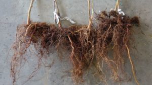 Keep an Eye Out for Phytophthora in Your Nut Orchard
