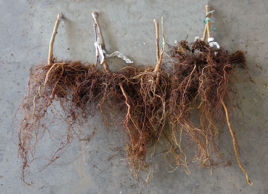 Keep an Eye Out for Phytophthora in Your Nut Orchard