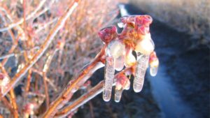 Thaw Coming? What Ag Programs Will See Funding Freeze Relief