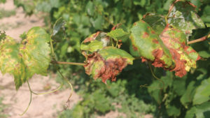 PerCarb Fungicide Gets Nod for Specialty Crops in California